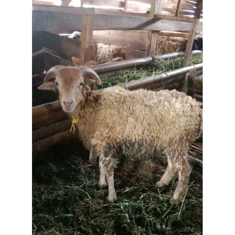 

kambing domba jantan betina usia 6-10bulan