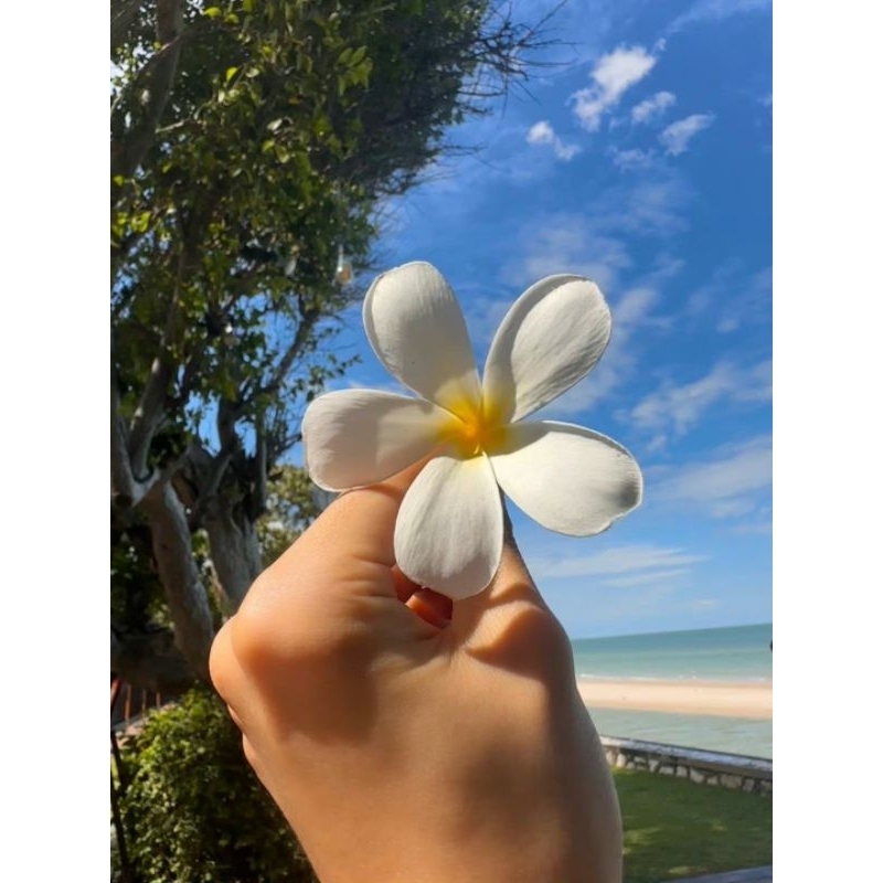 

CAHOL PVC by onyouren_jani