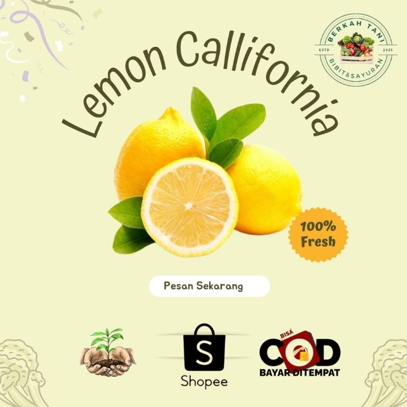 

BERKAH_TANI Lemon California fresh