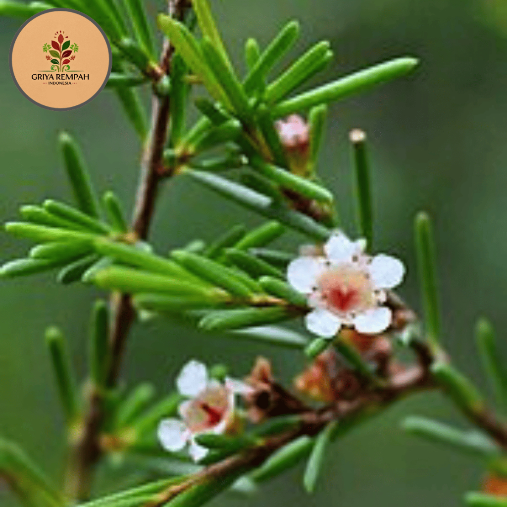 

DAUN JUNGRAHAB KERING 500 GRAM Ujung Atap Ramuan Rempah Herbal Jamu Tradisional untuk Kesehatan Alami Jungrahap Simplisia Baeckea frutescens L