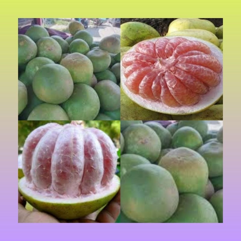 

Buah jeruk Bali premium manis 1 butir | Buah jeruk Bali | jeruk Bali manis | Jeruk Bali butir | Jeruk Bali premium manis