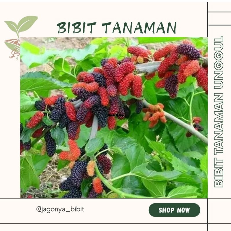 

MURBEI KONDISI BERBUAH BELI ( 5 FREE 1)
