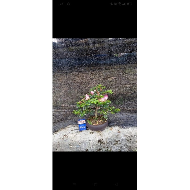 Bonsai surinamensis jadi tinggal pajang