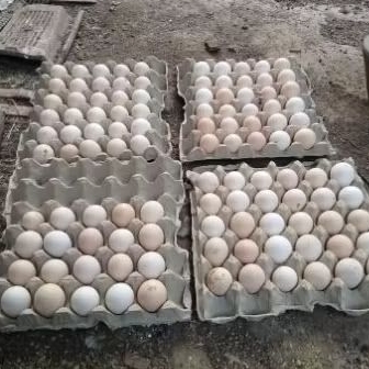 

Telur Tetas Ayam Kampung Unggul KUB 1 100% Fresh dan 90% FERTIL