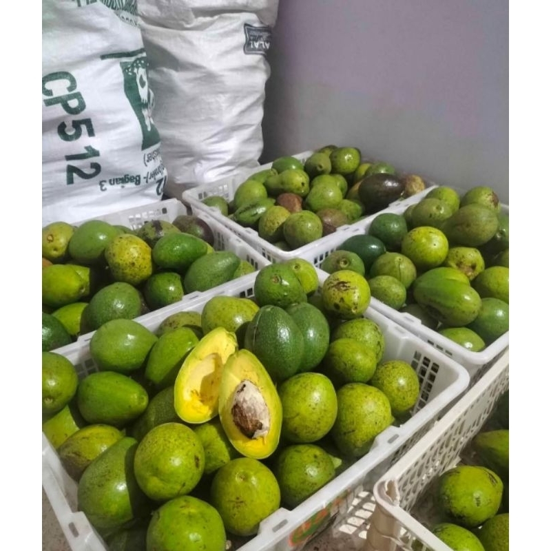 

Alpukat mentega kediri