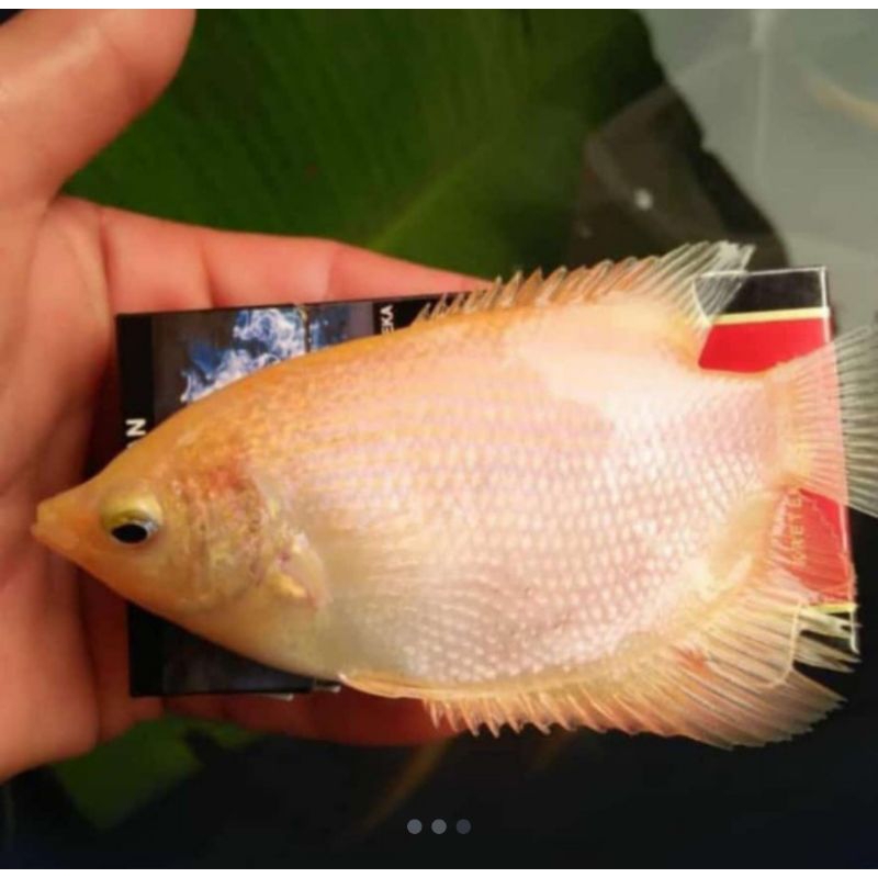 gurame Padang ukuran super paket 20 ekor