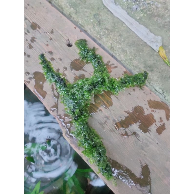 bonggol kayu pelia aquascape