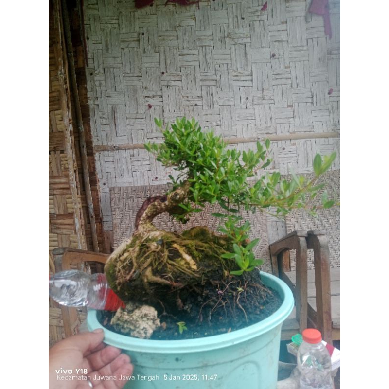 santigi bonsai realpict