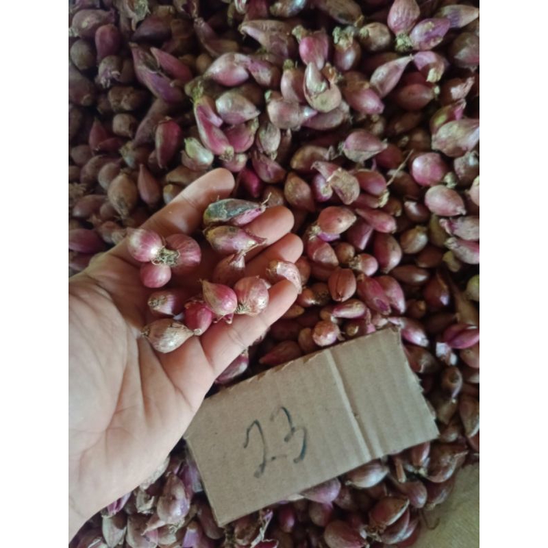 

Bawang Merah Nganjuk Mas Bram Kecil S Kering Premium / Brambang Kecil S Mas Bram Kering Garing Tahan Lama.