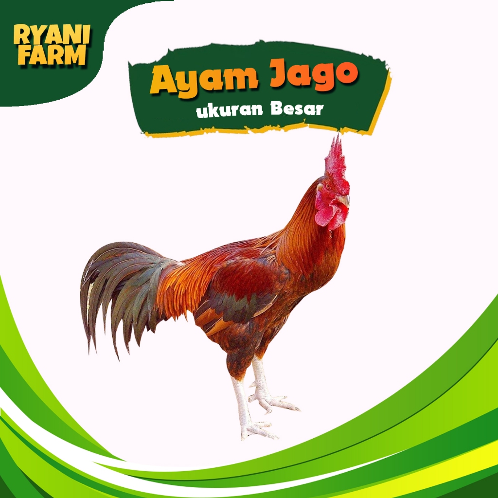 Ryani Farm Ayam Kampung Jago Jantan Per Ekor Hidup