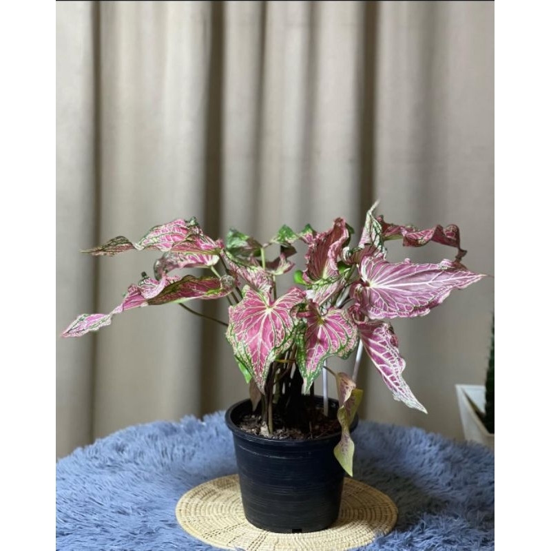 Caladium Thai Beauty - tanaman hias keladi thai beauty thai series
