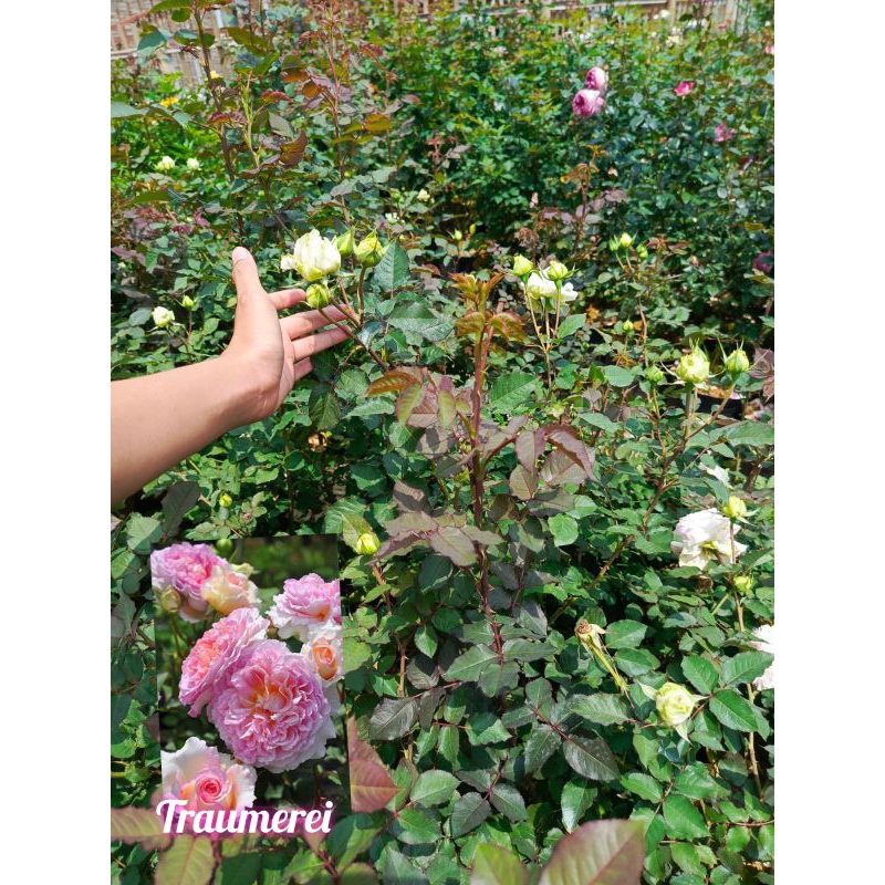 MAWAR IMPORT TRAUMEREI