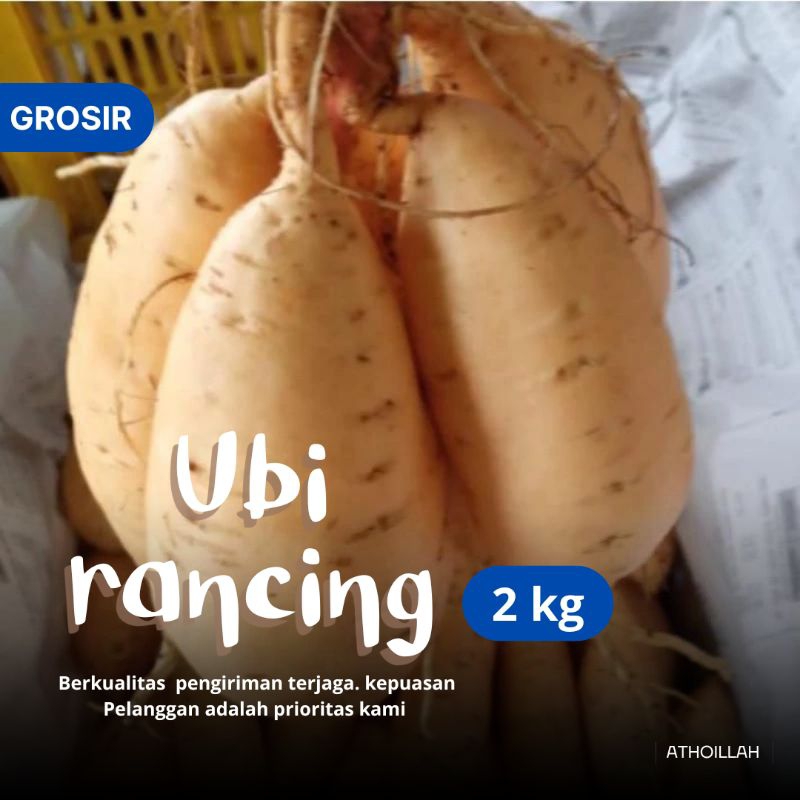 

Ubi Rancing Madu 2kg