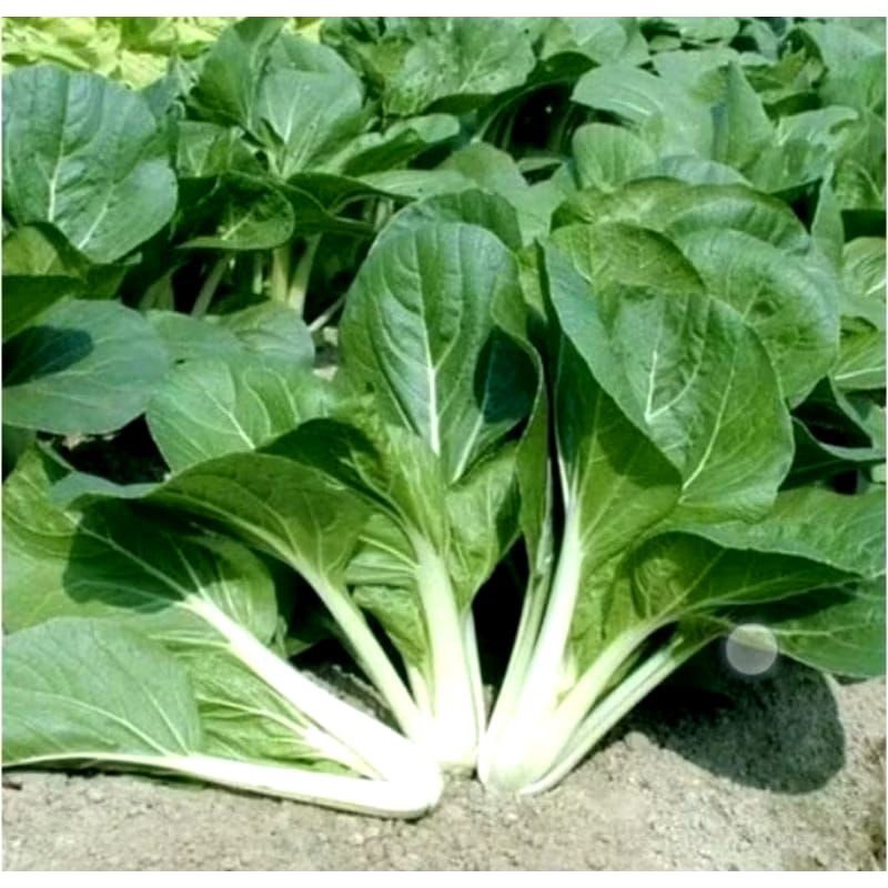 

±100 Benih Bibit Sawi Pakcoy LM