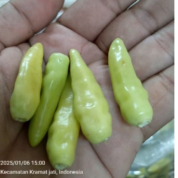 

rawit putih petik cabe rawit putih setan petik 250 gr