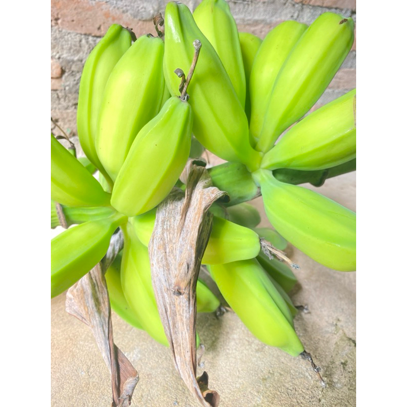 

pisang asli pisang batu muda pisang klutuk 1sisir segar