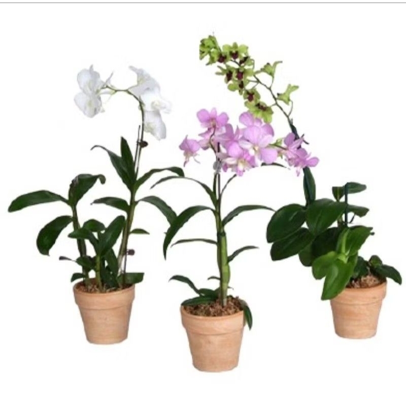 ANGGREK DENDROBIUM DEWASA - BUNGA HIDUP ANGGREK DENDROBIUM TANAMAN HIAS ANGGREK DENDROBIUM DEWASA