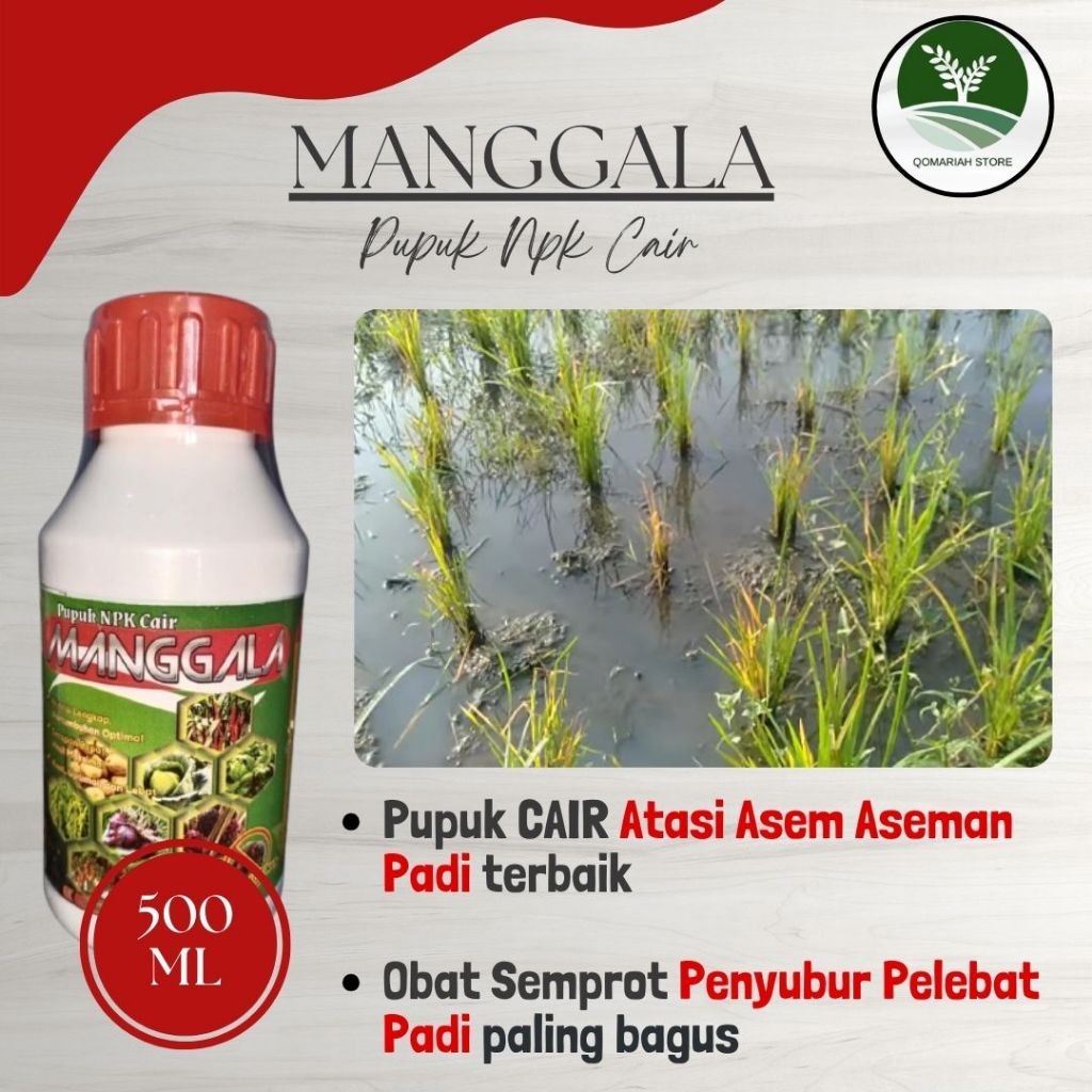 MANGGALA 500ML Pupuk Anti Asem-Aseman Padi Paling Manjur, Obat Pelebat Padi Anti Penyakit Hama Virus