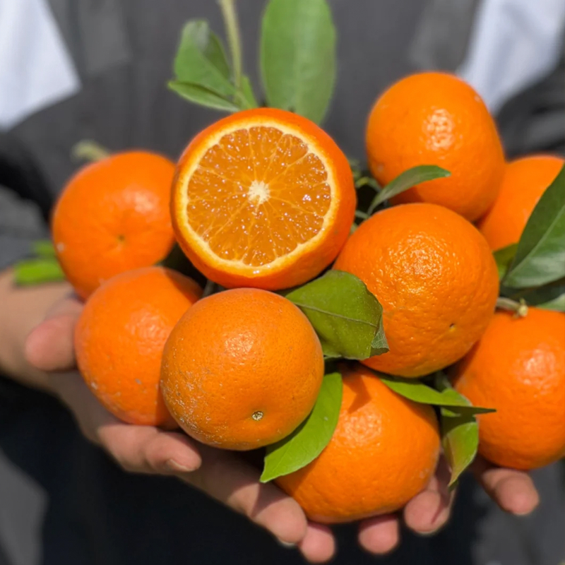 

Sunny Fresh Jeruk Mandarin Honey Murcot impor Wogan Wokkam 450-500g