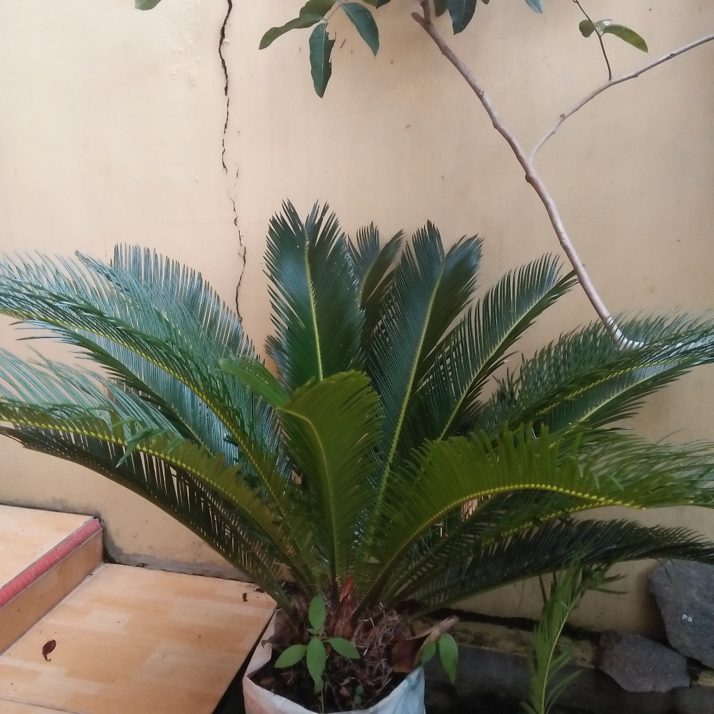 Pohon Palem Sikas Besar Cycas sp.