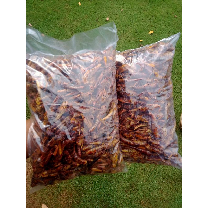 

walang/belalang goreng rasa original