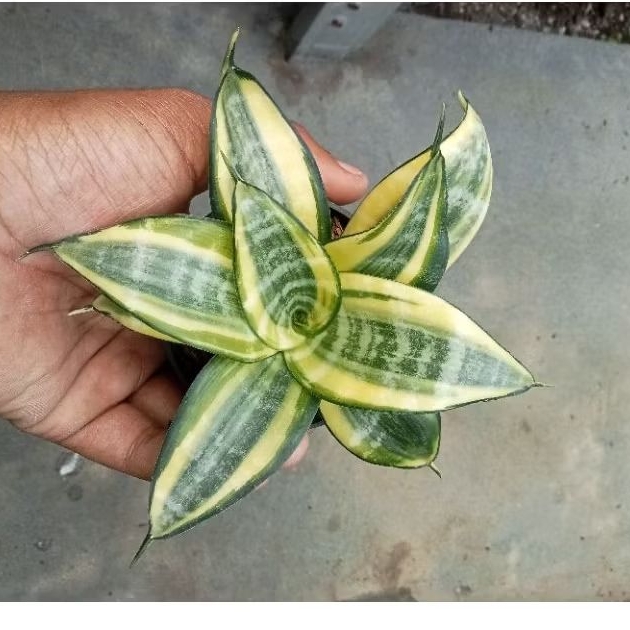 sansevieria japanese twister