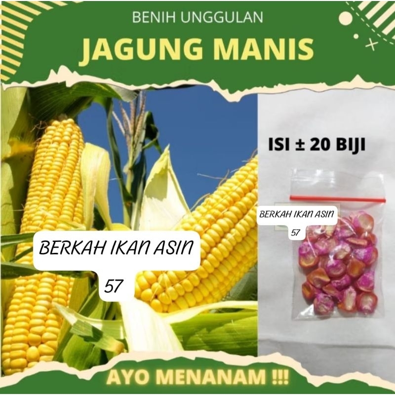 

OBRAL MURAH!!!20biji JAGUNG MANIS MADU F1 FRES PRIMIUM siap tanam