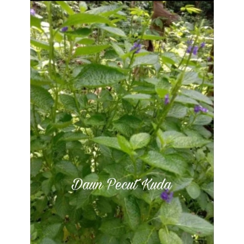 

Daun Pecut Kuda Segar diambil saat ada orderan masuk 1 kg