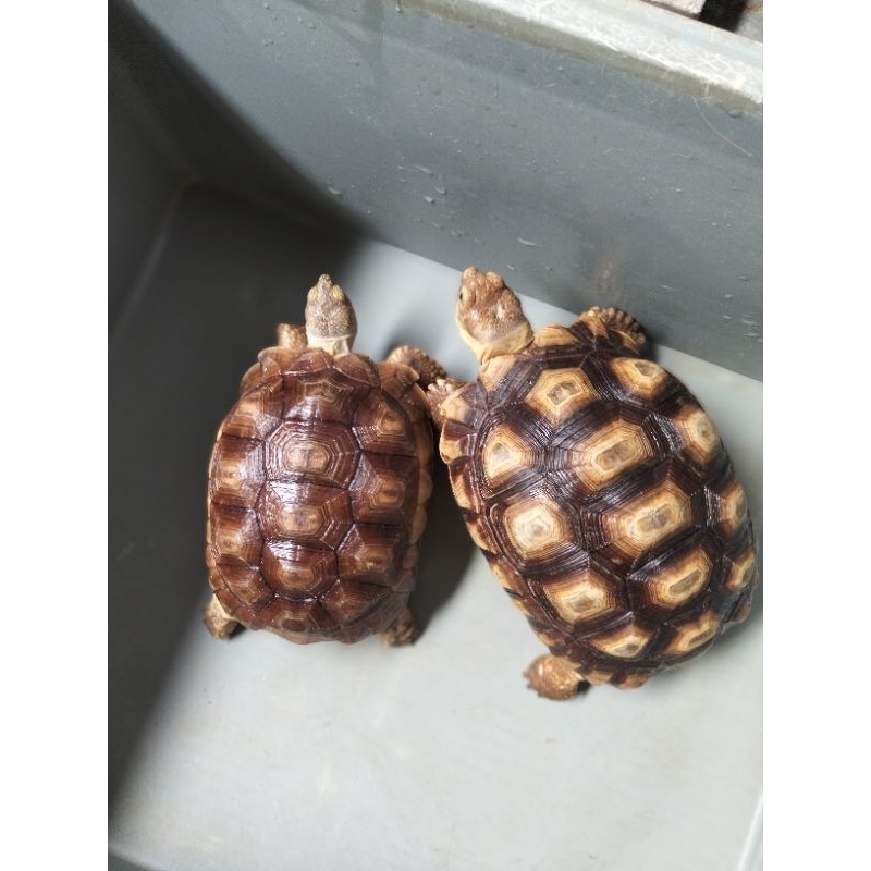 kurakuraSulcata 1pasang 17 cm&21cm. betina. sehat & makan lancar urates slalu keluar