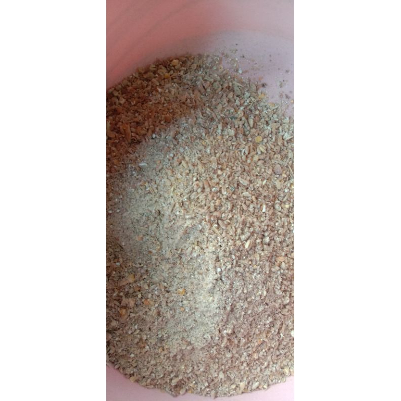 biji gandum giling pakan ternak