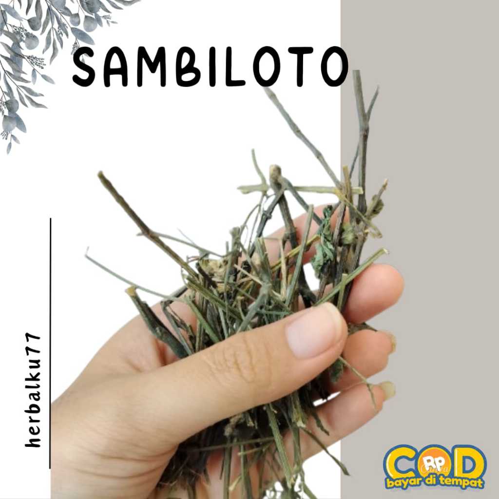 

Daun Sambiloto Kering Alami