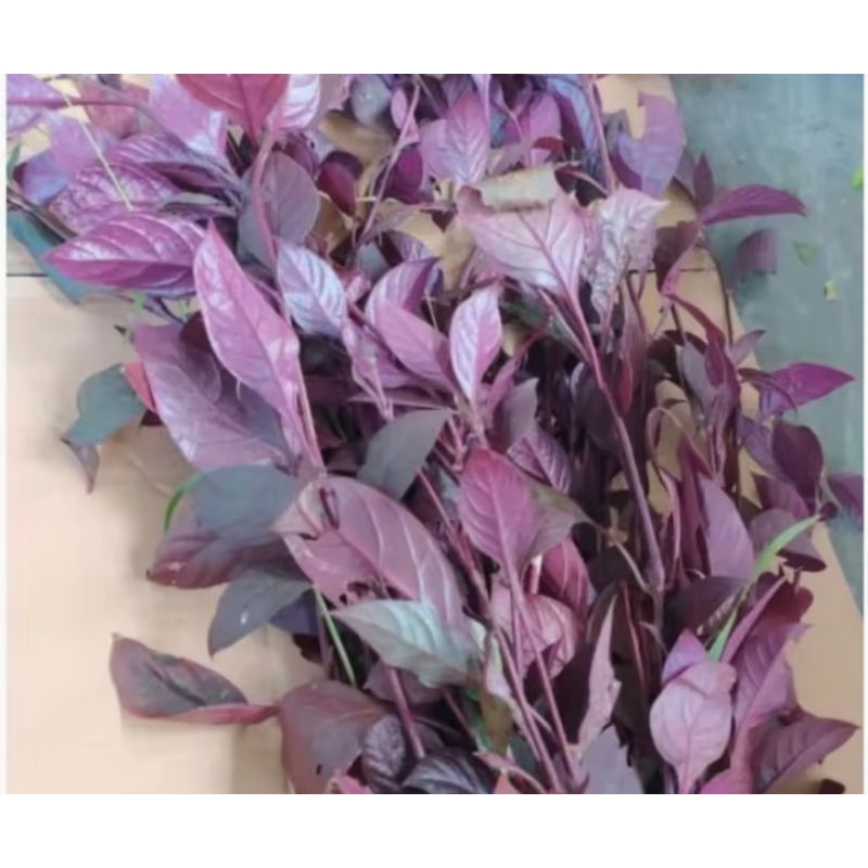 

Daun sium unggu segar 250 gram