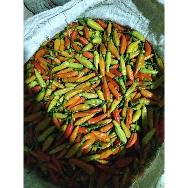 

Cabe rawit merah segar