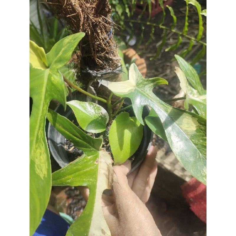 Philodendron Florida Beauty Flobe