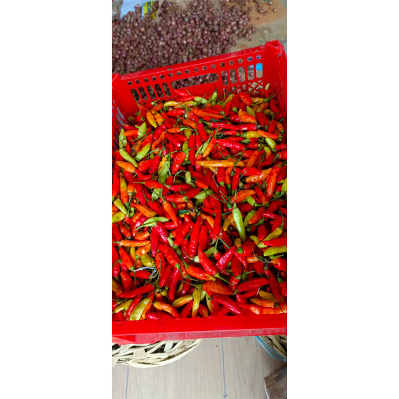 

Cabe caplak Segar - Sabuga Medan