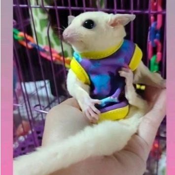 KAOS SUGAR GLIDER - Baju Sugar Glider Kaos Hamster Fashion Sugar Glider Aksesoris Sugar Glider Pakai