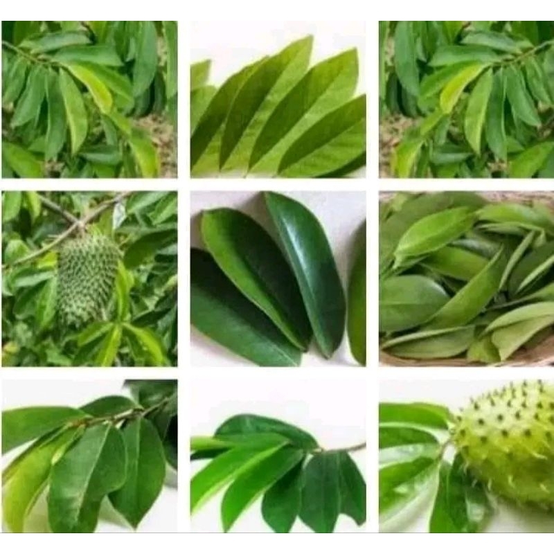 

DAUN SIRSAK SEGAR FRESH 50LEMBAR