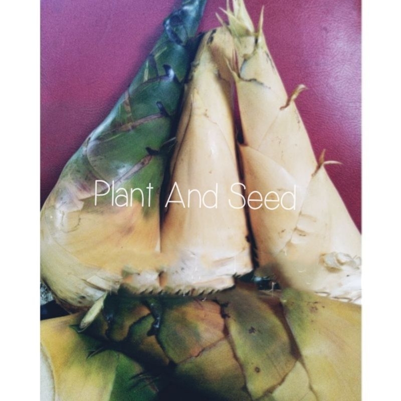 

REBUNG BAMBU KUNING AMPEL ORIGINAL 1KG/ REBUNG HERBAL KAYA MANFAAT