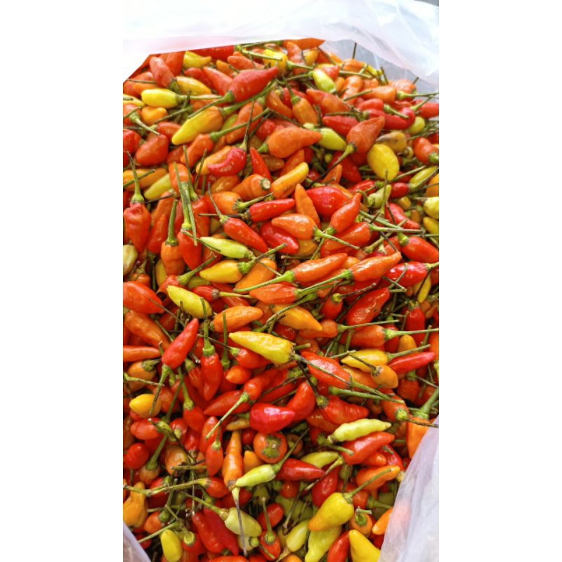 

Cabe rawit lokal & ori