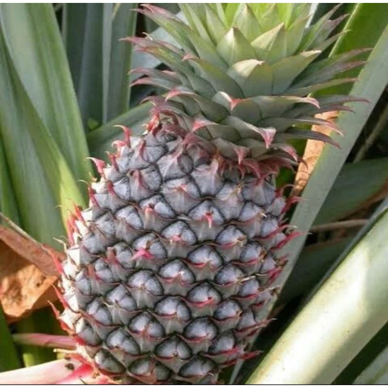 

NANAS MUDA ASLI SUPER