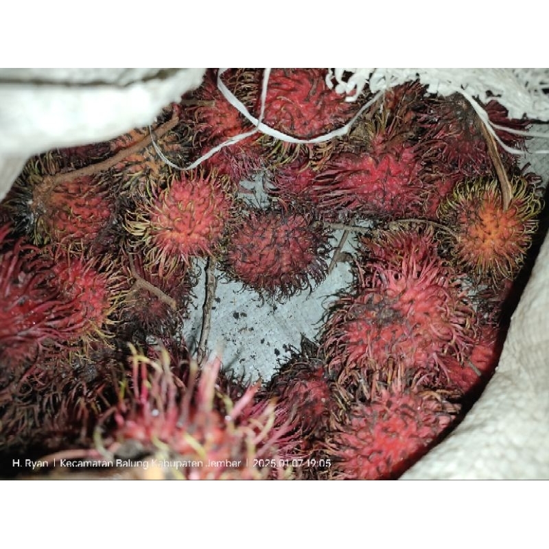 

rambutan binjai