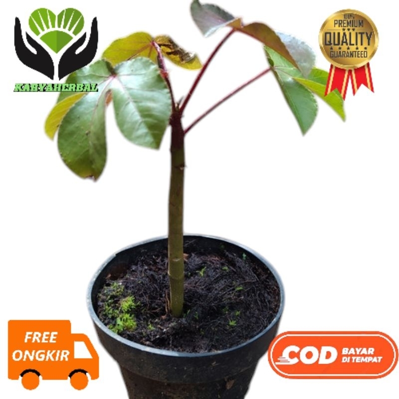 tanaman bibit jarak merah bibit jarak merah super