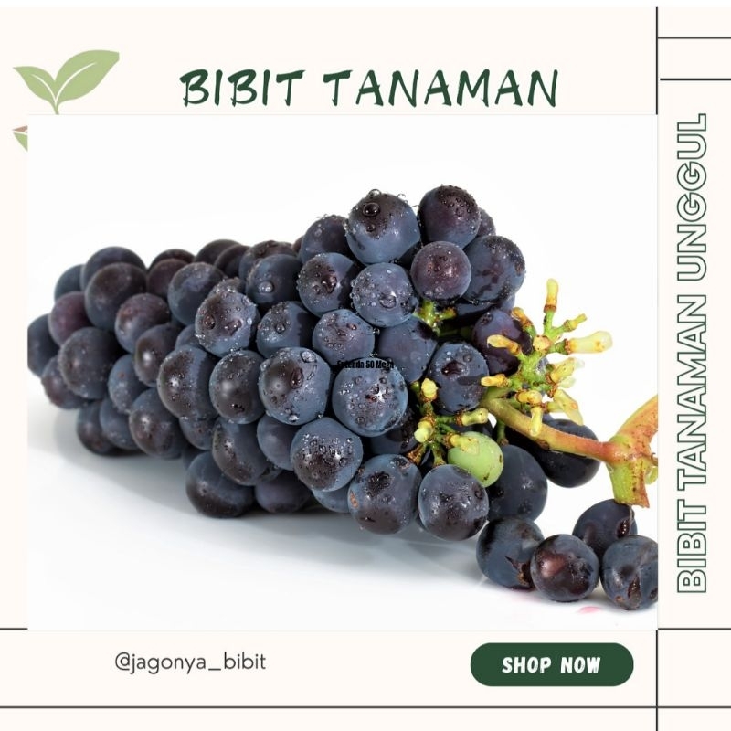 

ANGGUR HITAM STEK BISA BERBUAH DI POT ( BELI 5 FREE 1)