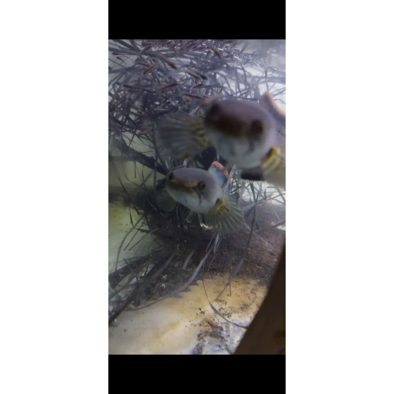 LIMBATA PAIR ALAM Rim tebal 13-18cm