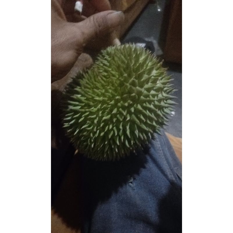 

durian hju