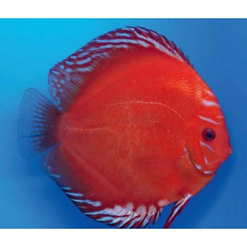 Marlboro Red Discus / Hiasan Aquascap / Hiasan Aquarium / Aquarium Hias