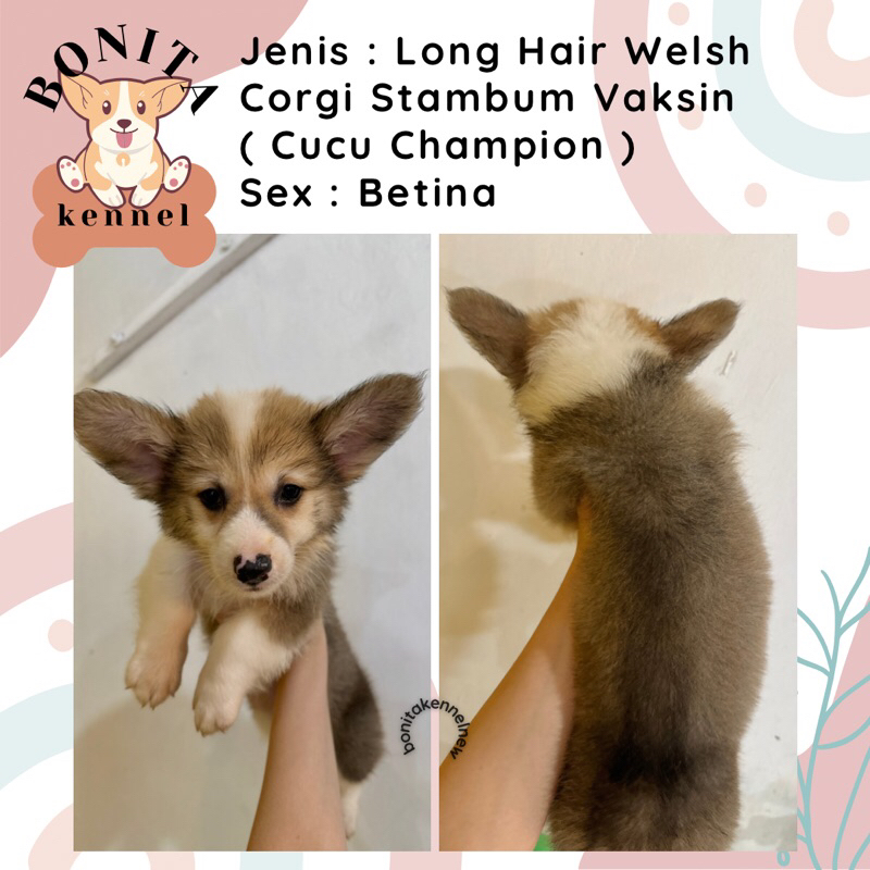 Welsh Corgi Long Hair Stambum Anak Anjing Corgi Jantan Betina