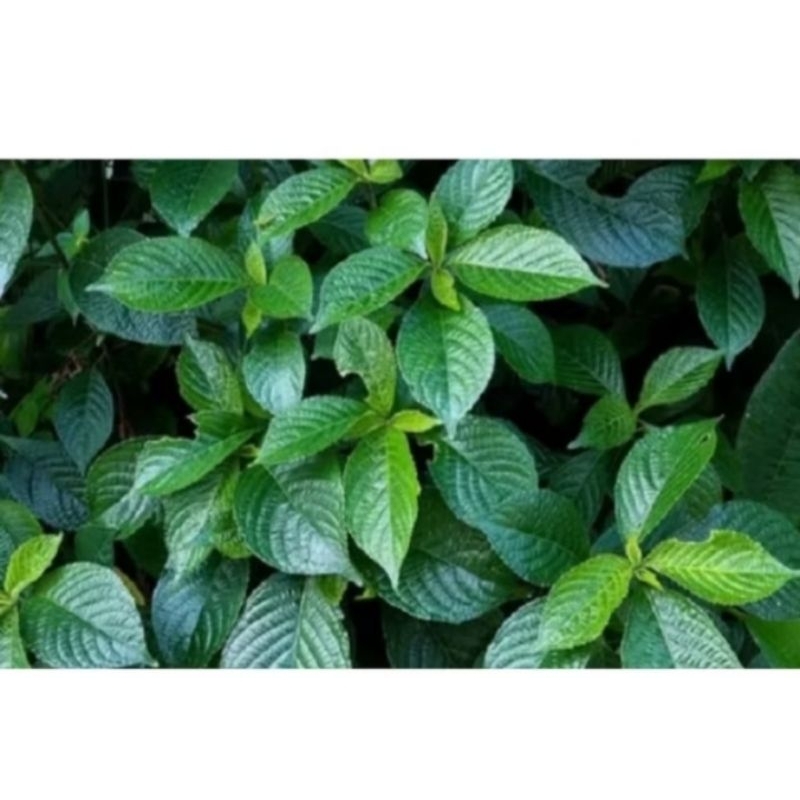 

daun keji beling segaar