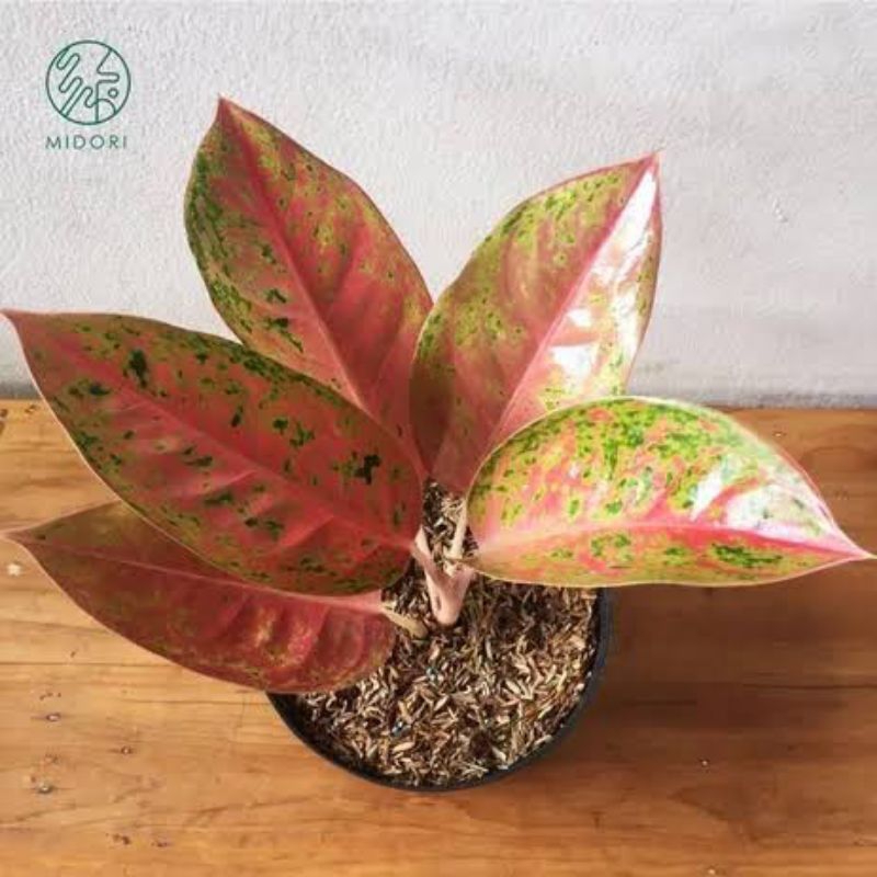 (BISA COD) TERMURAH Tanaman Hias Aglonema Bigroy Bunga Hias Aglaonema Big Roy Dewasa Tanaman Indoor 