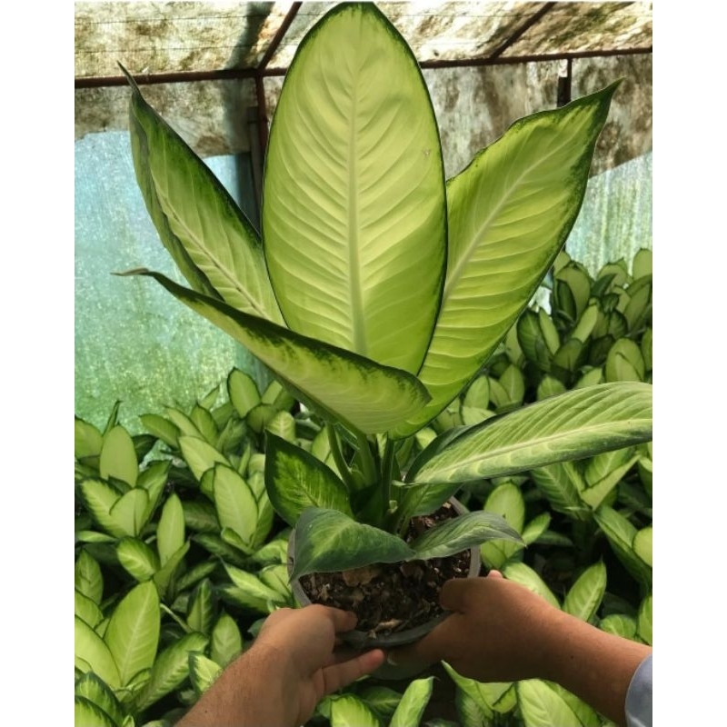 Tanaman Hias Aglonema Golden Tisu Bunga Hias Aglonema Aglaonema Golden Tisu Murah BUKAN BONGGOL